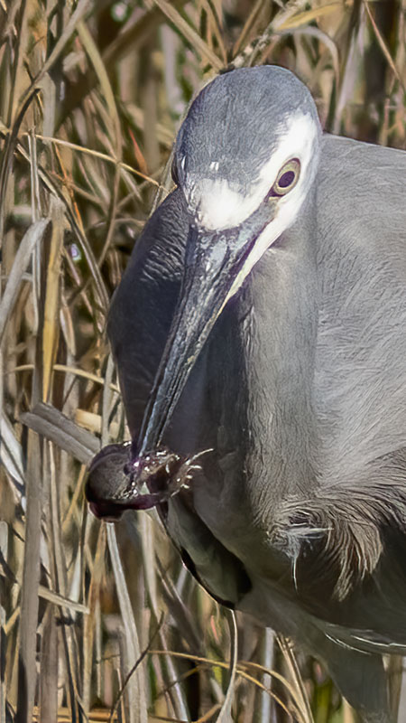 White Faced Heron hunting frogs at Jerrabomberra Wetlands Nature Reserve
