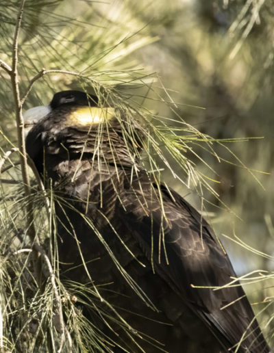 Black Cockatoo at Jerrabomberra Wetlands