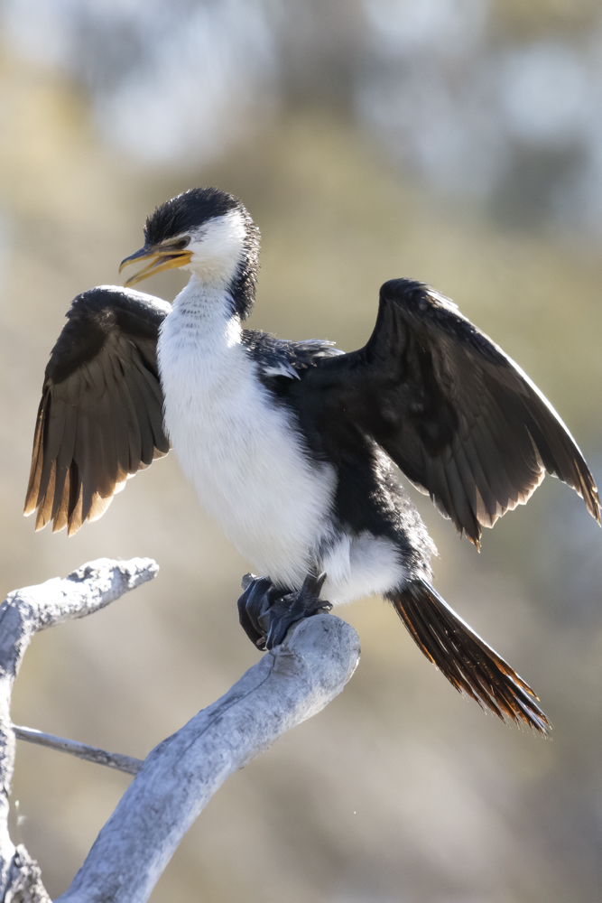 Little Pied Cormorants fishing the Silt Trap at Jerrabomberra Wetlands Nature Reserve