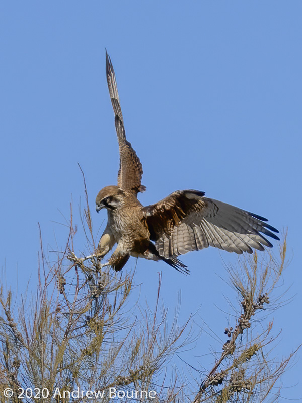 Brown Falcon hunting at Jerrabomberra Wetlands.