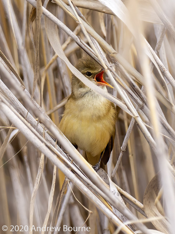 Reed Warbler in song at Jerrabomberra Wetlands Nature Reserve