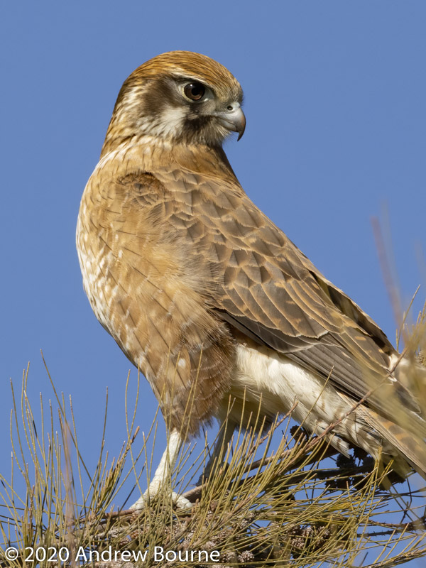 Brown Falcon hunting from tree perches at Jerrabomberra Wetlands
