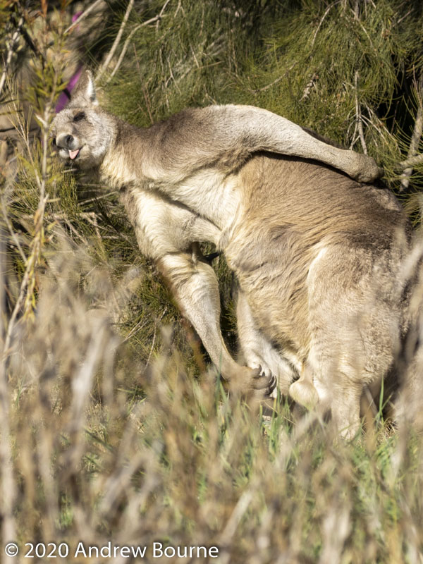Eastern Grey Kangaroo - Scratching her own back.
