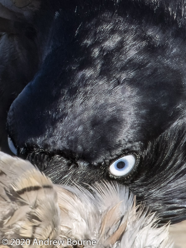 Ravens at Jerrabomberra Wetlands nature Reserve
