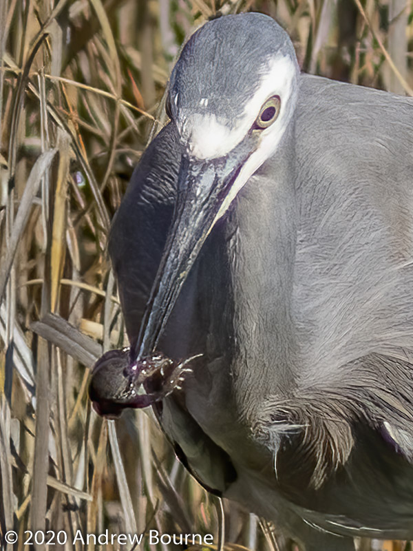 White Faced Heron hunting frogs at Jerrabomberra Wetlands Nature Reserve