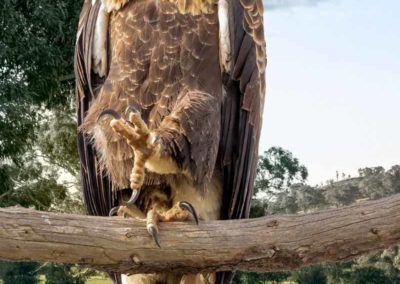 Wedge Tailed Eagle