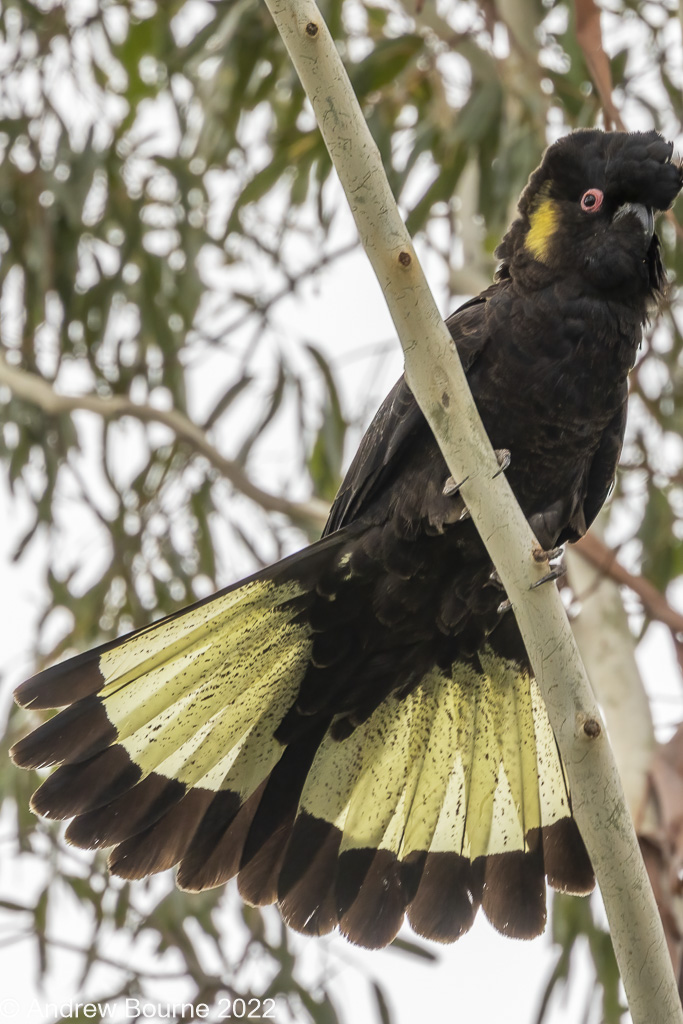 Image link to Gallery Yellow-tailed Black-Cockatoo 2022